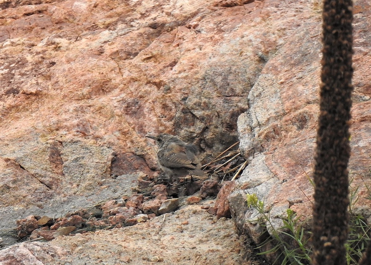 Rock Wren - ML639870749