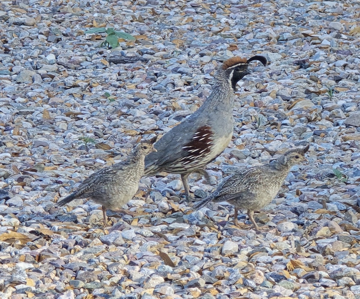Colín de Gambel - ML639870781