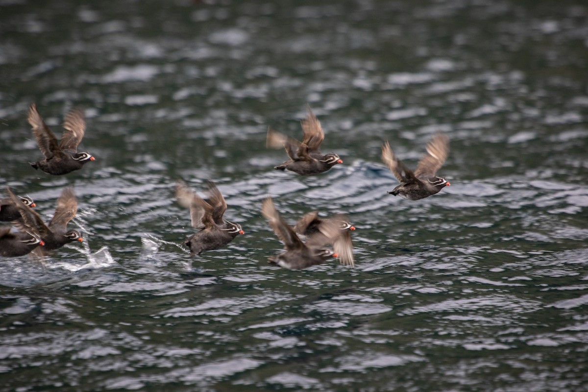 Whiskered Auklet - ML639870816