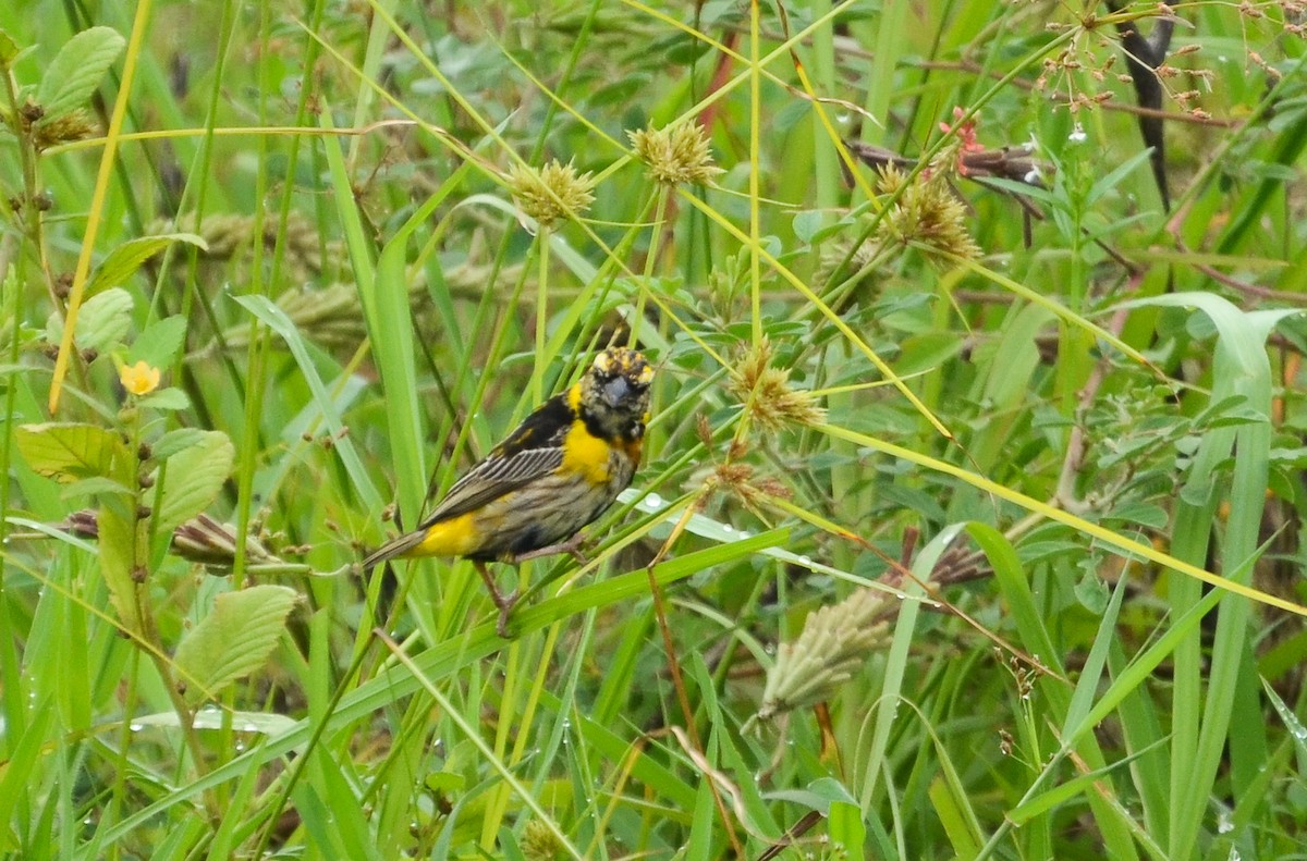 gulkronebisp - ML639870817