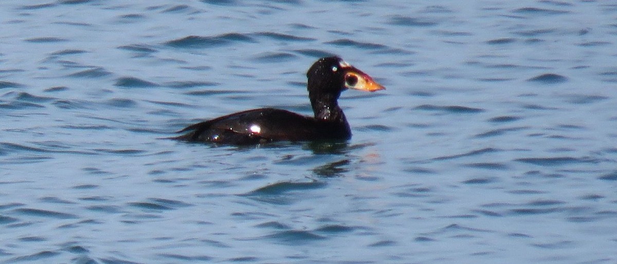 Surf Scoter - ML639870821
