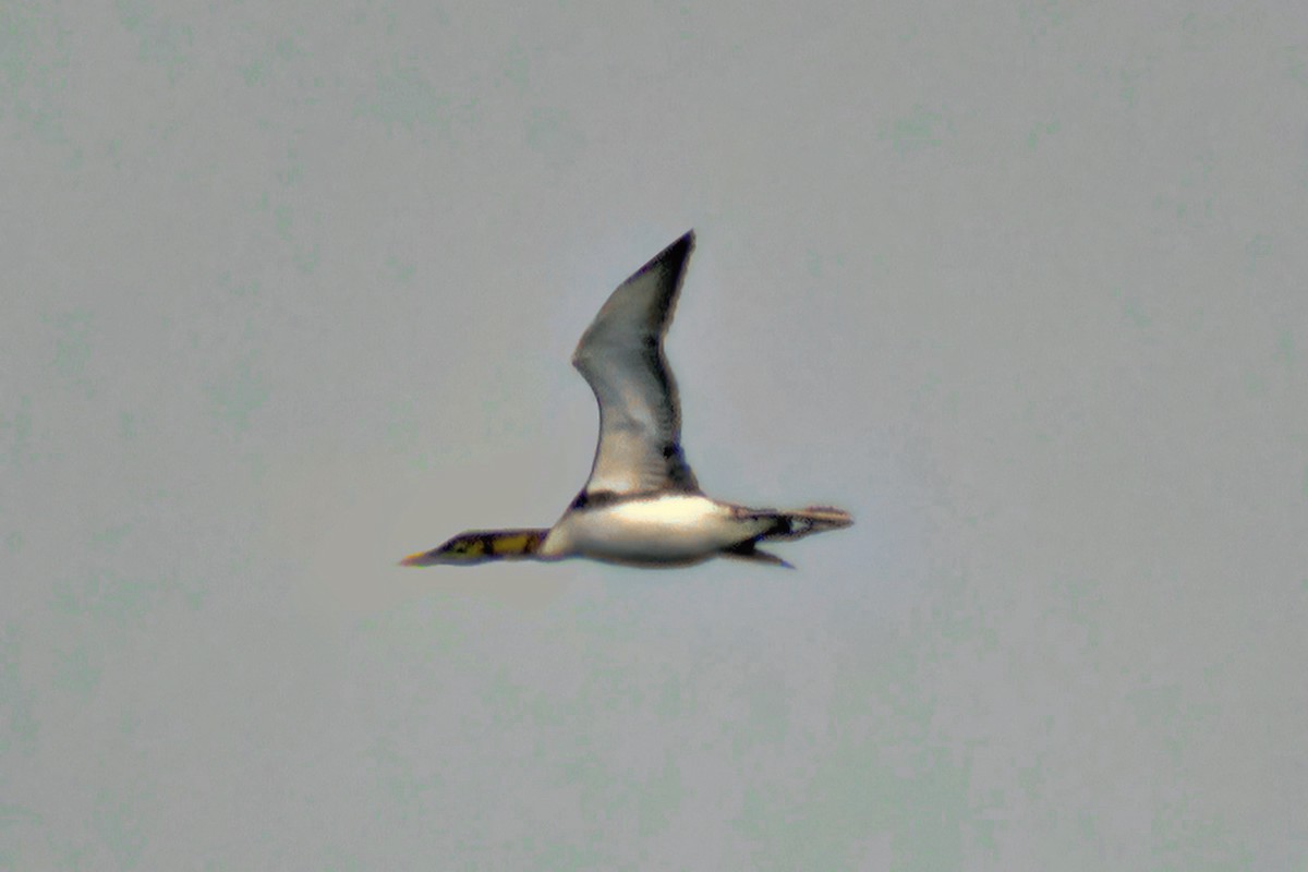 Plongeon à bec blanc - ML639870848