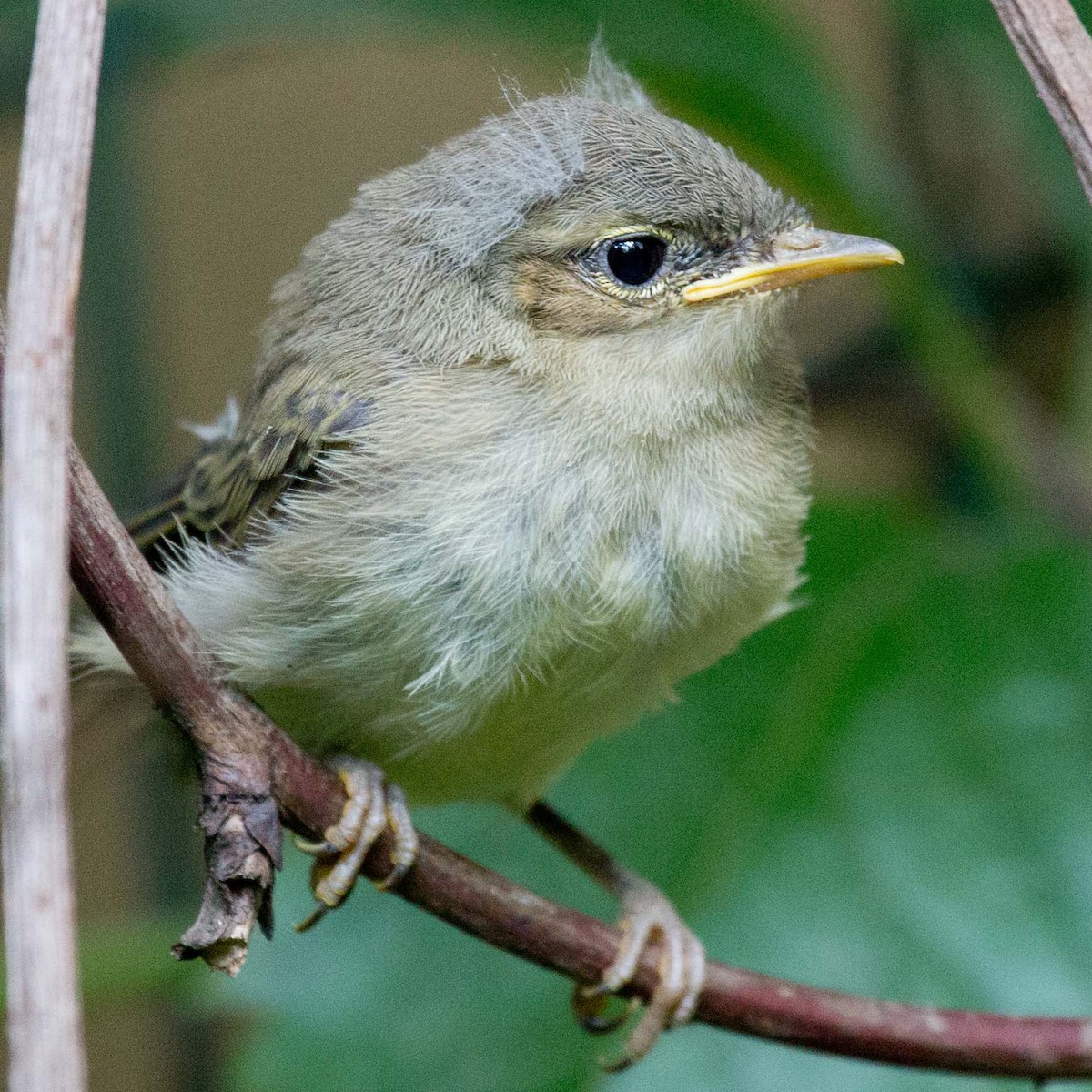 Common Chiffchaff - ML639870855