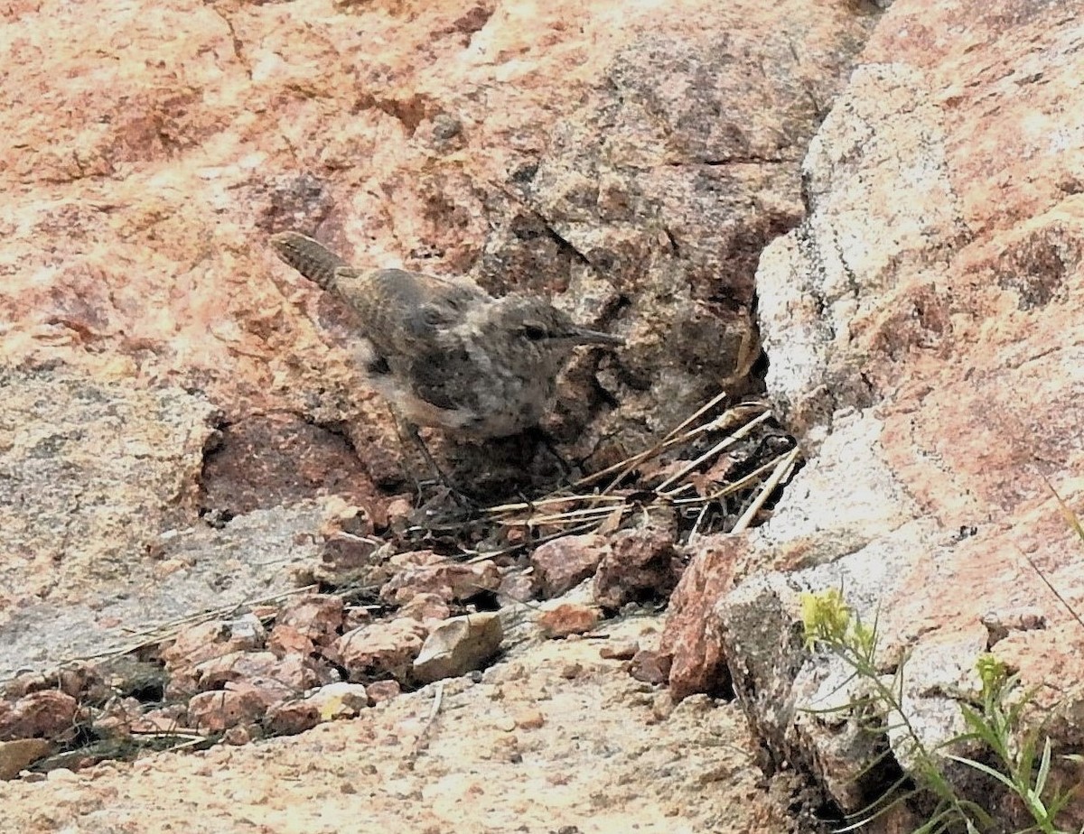 Rock Wren - ML639870856