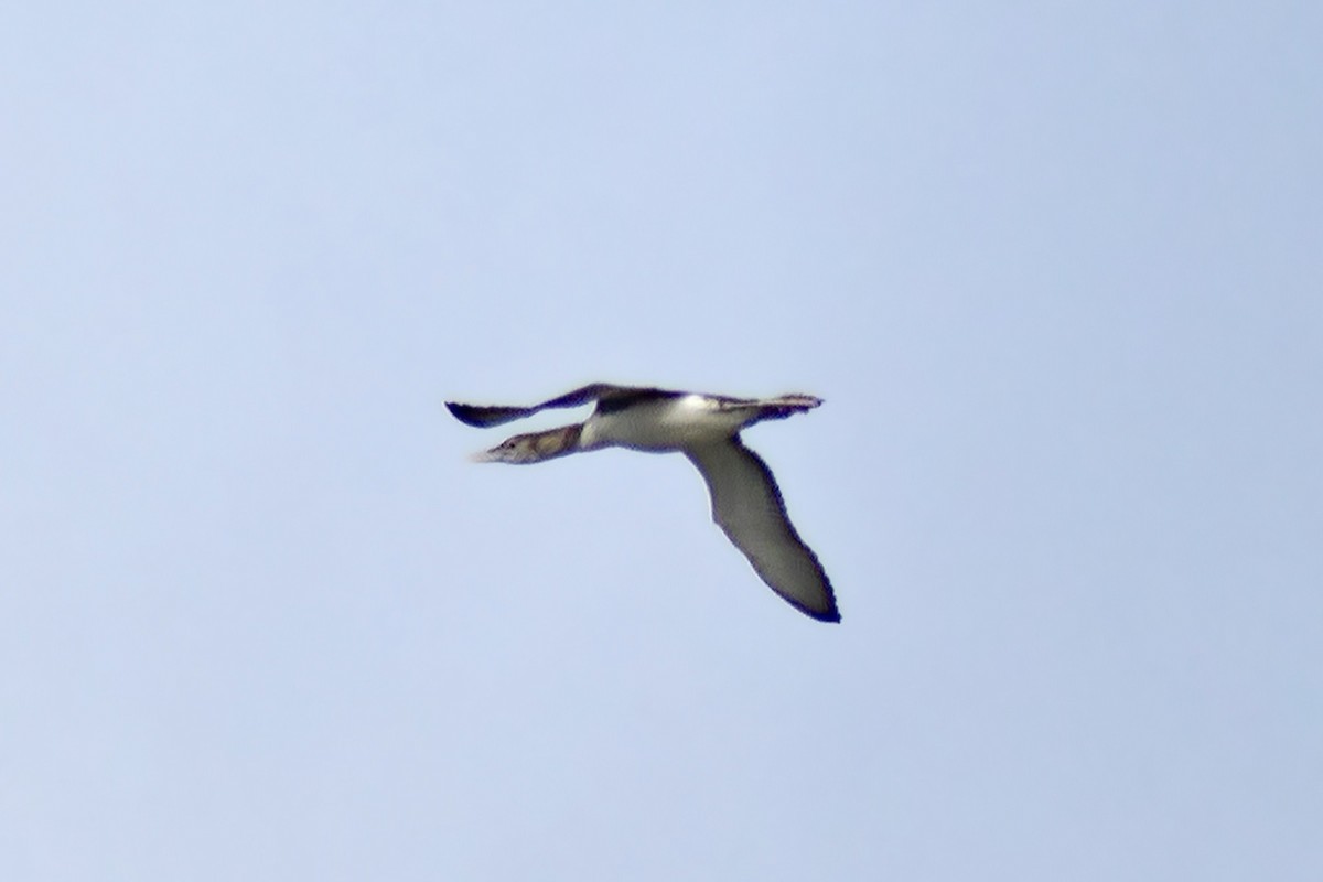 Plongeon à bec blanc - ML639870909