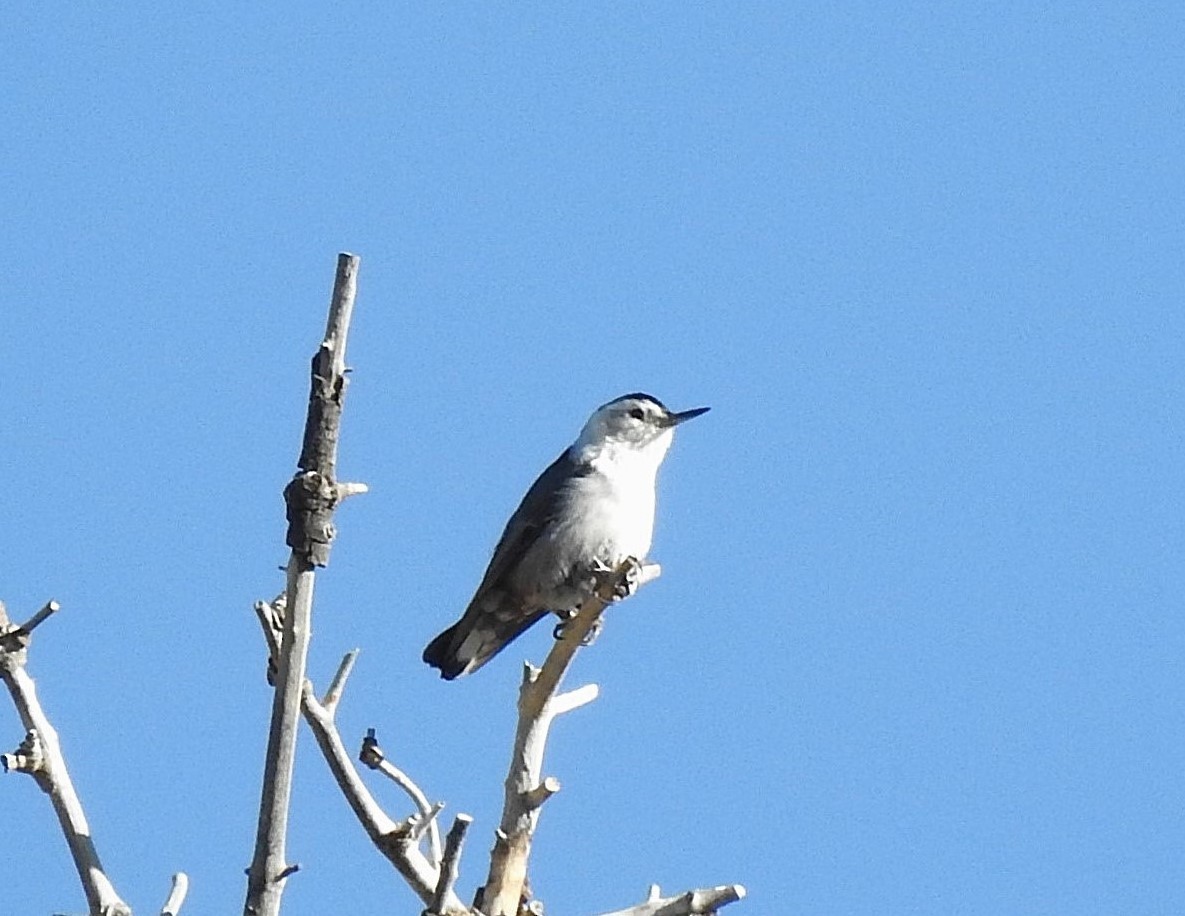 White-breasted Nuthatch (Interior West) - ML639870916