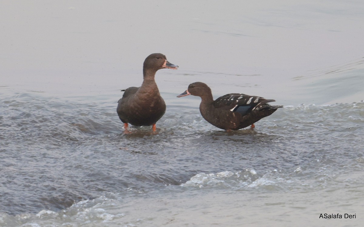 African Black Duck - ML639870943
