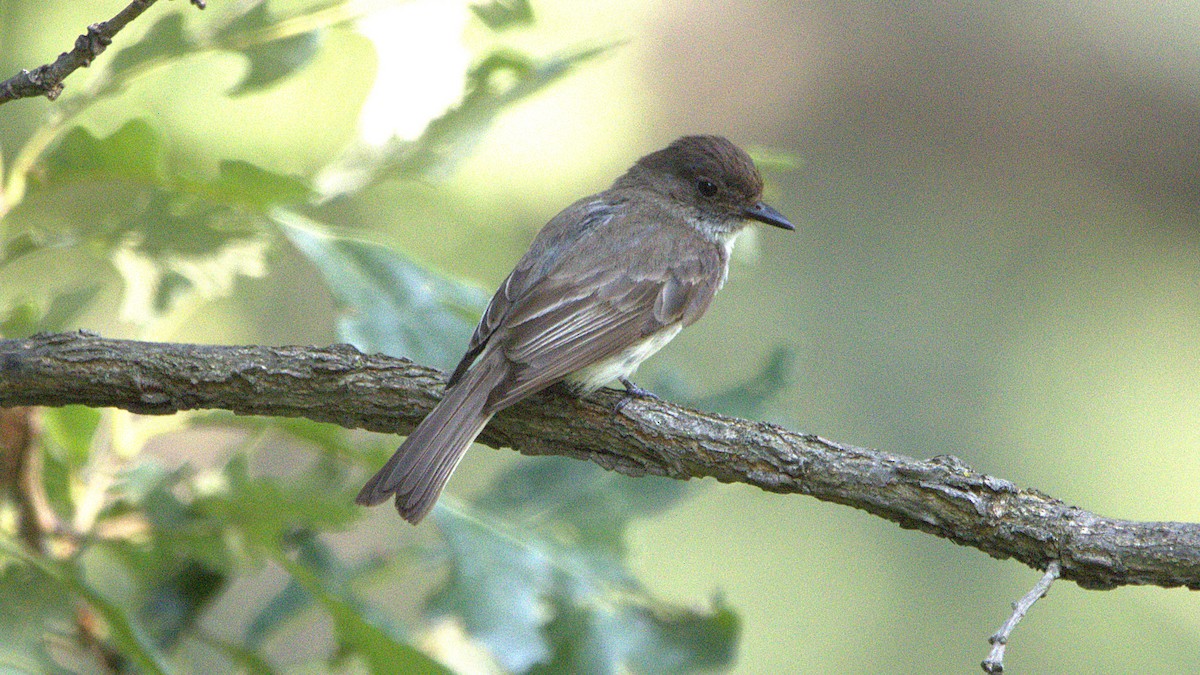 Eastern Phoebe - ML639870967