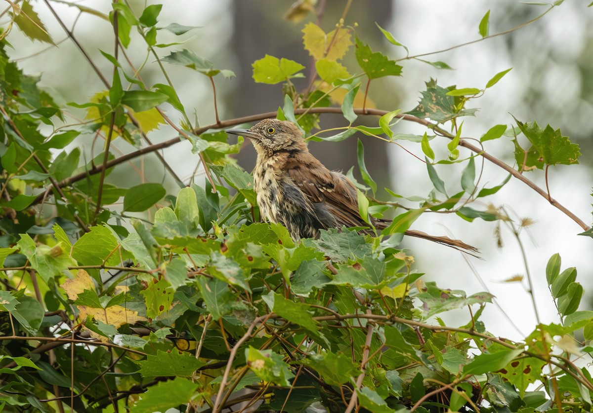 Brown Thrasher - ML639870993