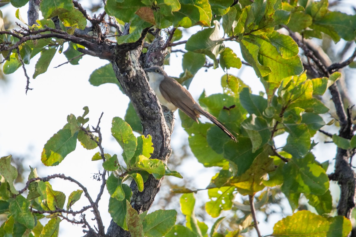 Dark-billed Cuckoo - ML639871010