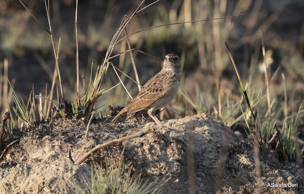 Angola Lark - ML639871038