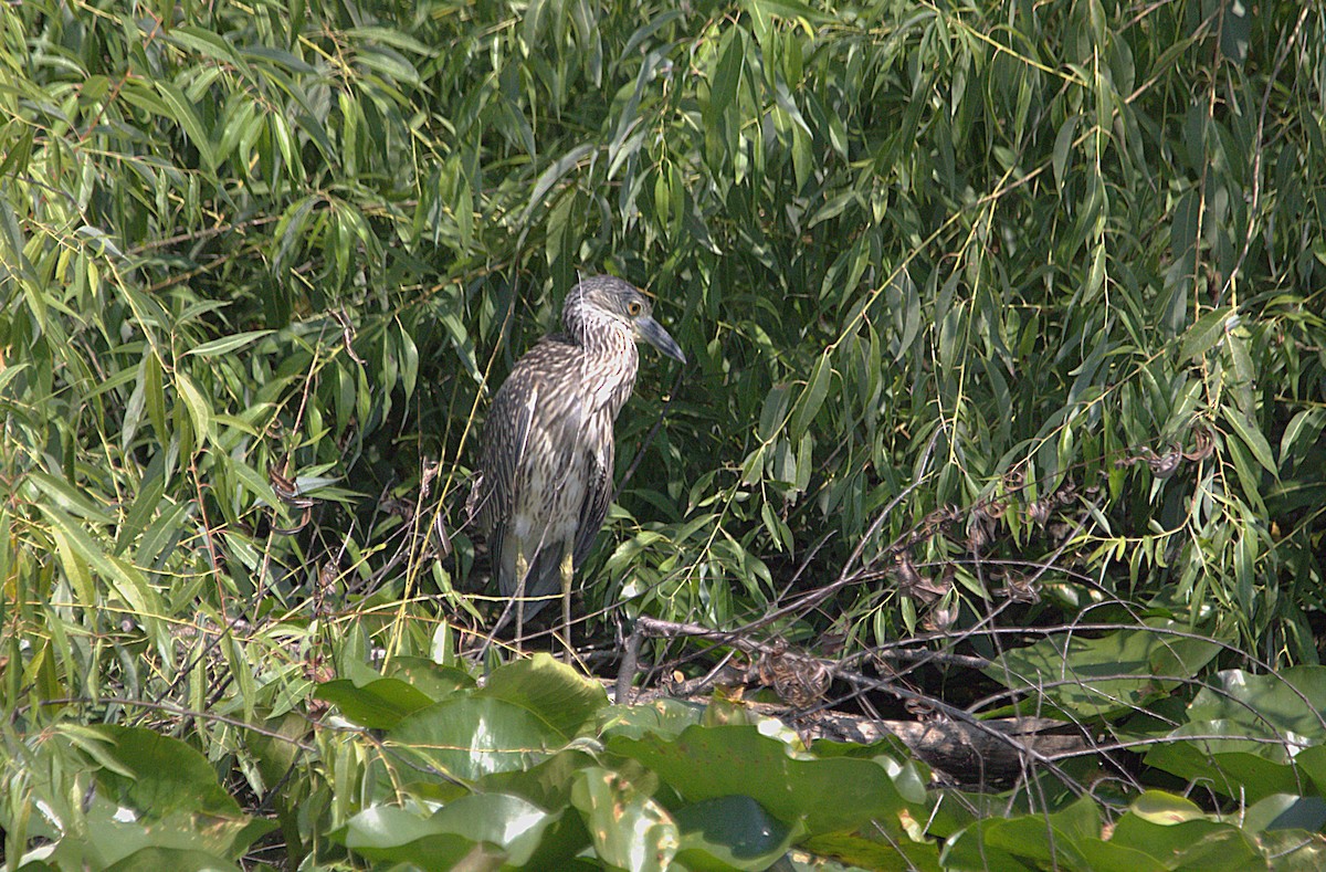 Yellow-crowned Night Heron - ML639871058