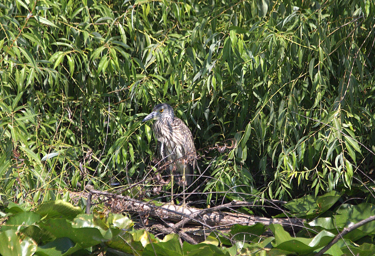 Yellow-crowned Night Heron - ML639871074