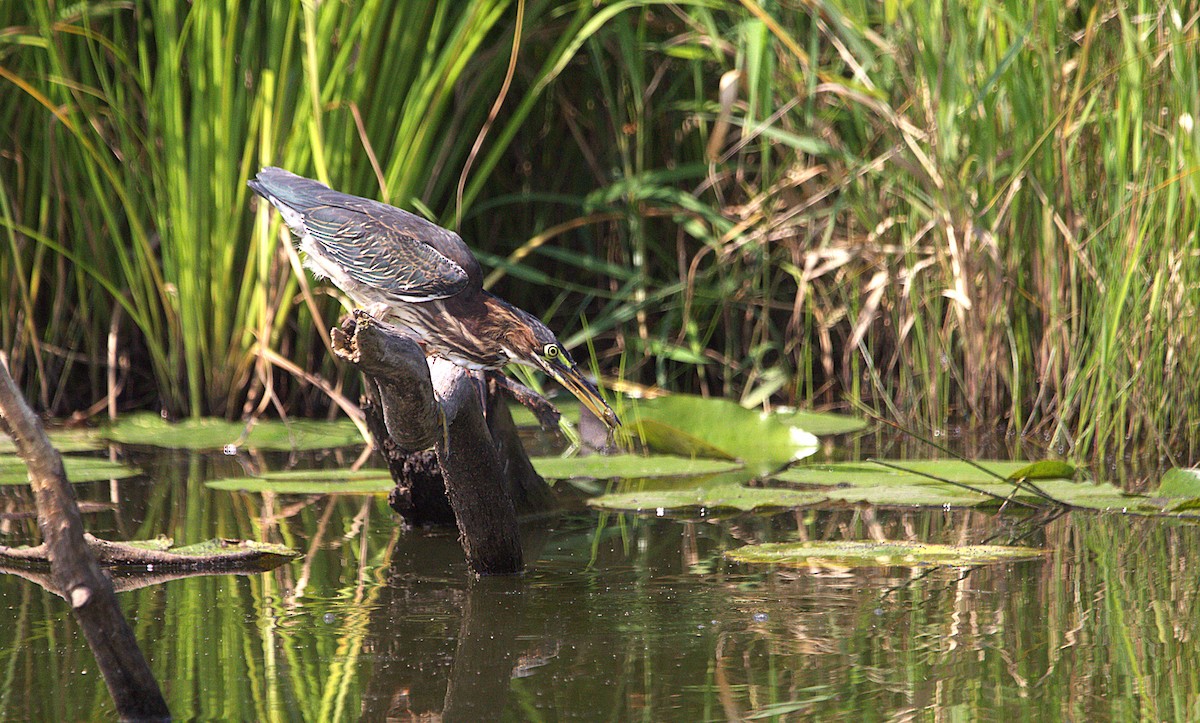 Green Heron - ML639871085