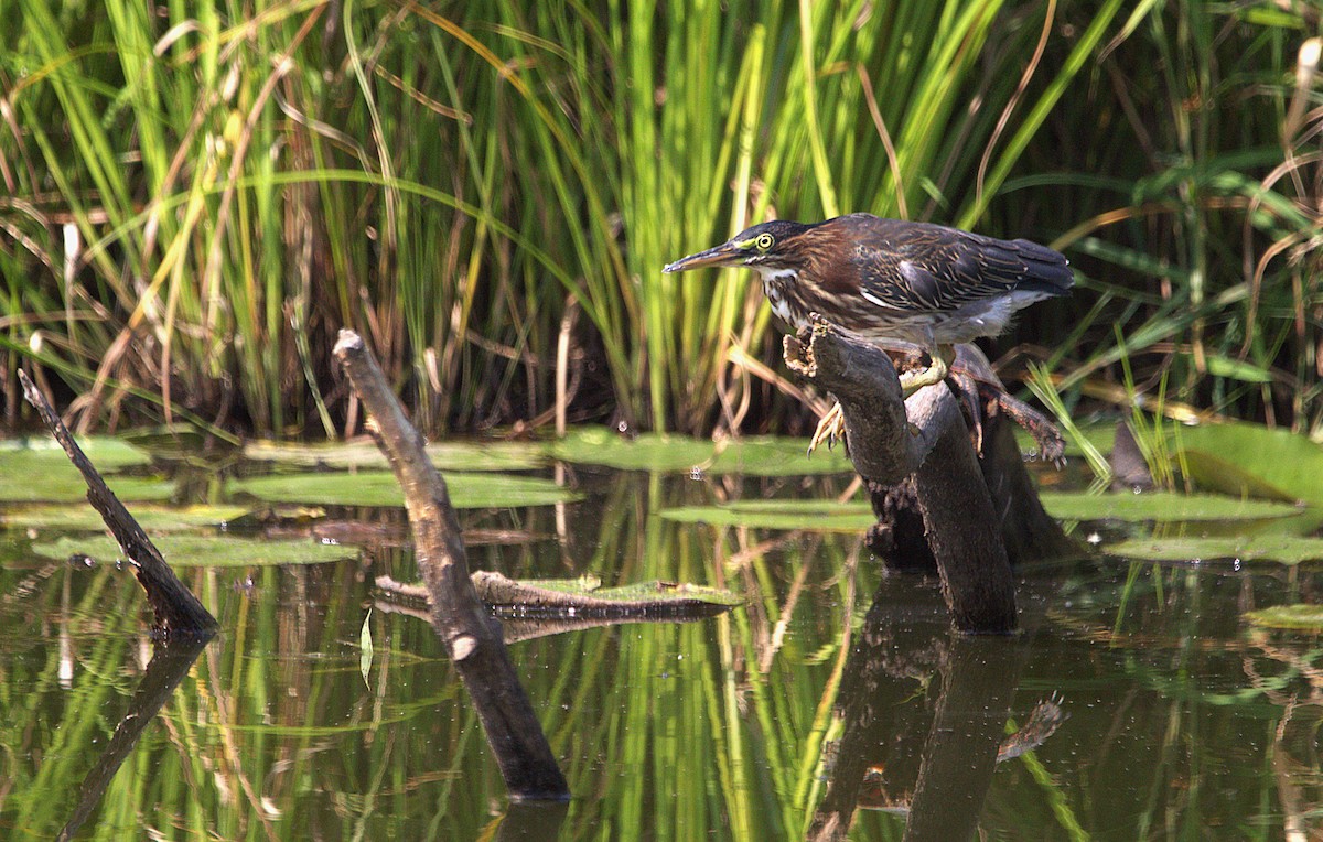 Green Heron - ML639871091