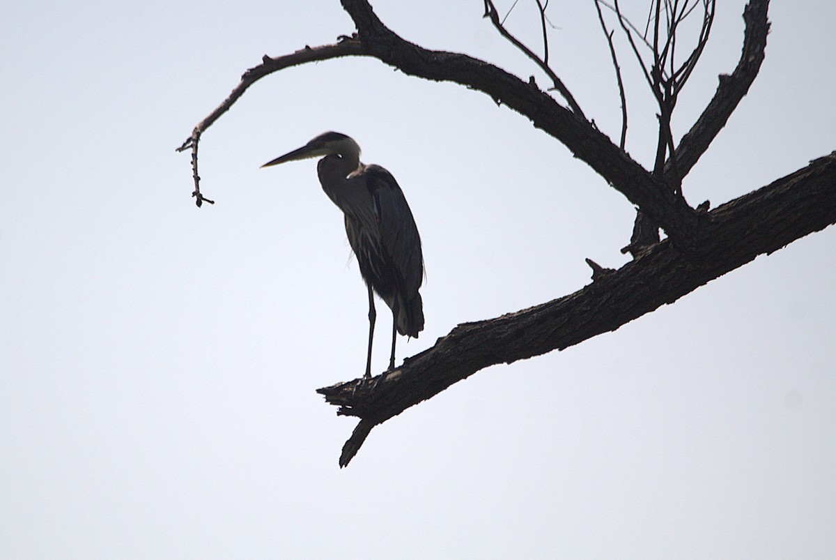 Great Blue Heron - ML639871102