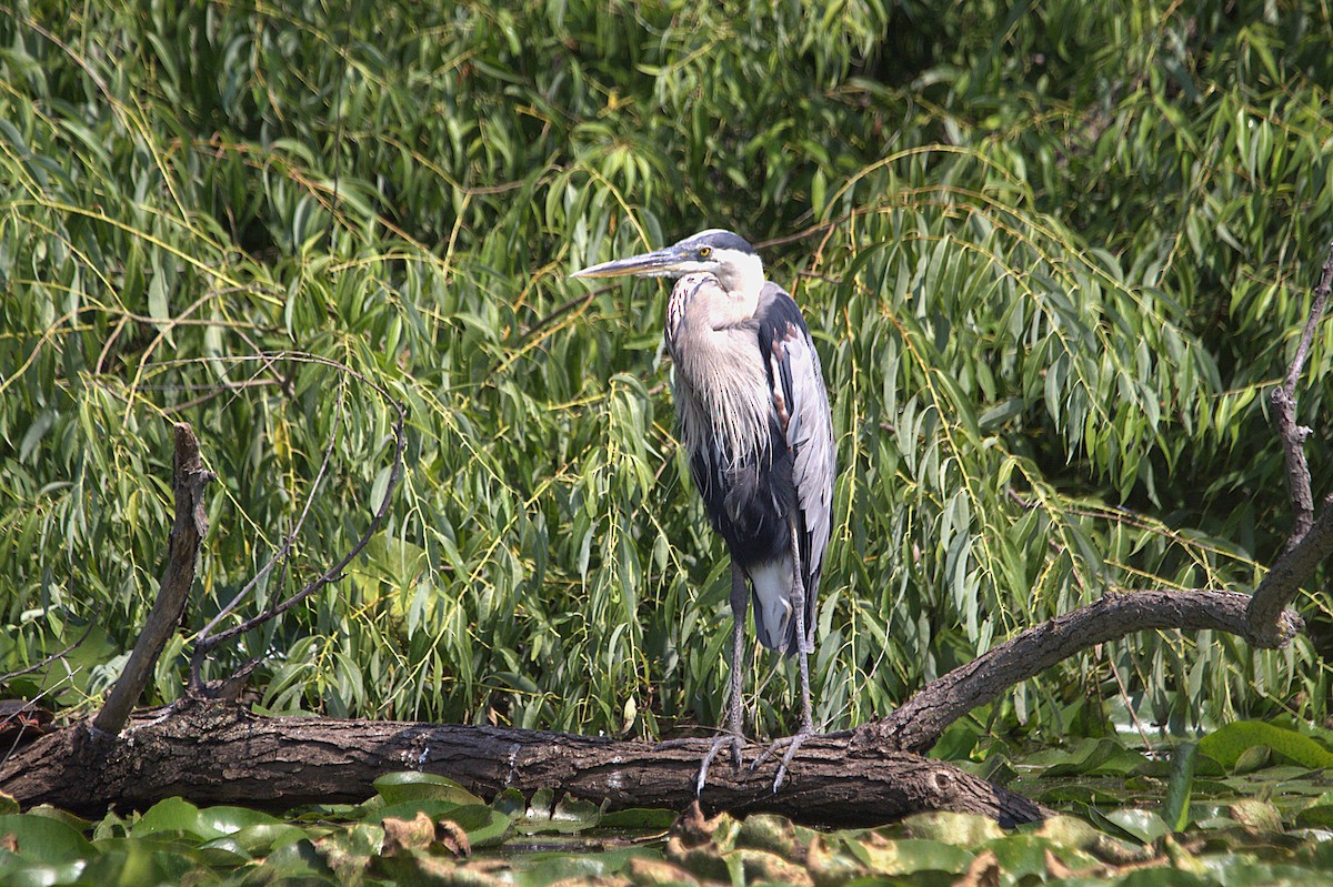 Great Blue Heron - ML639871110
