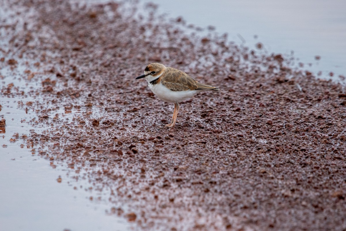 Collared Plover - ML639871123