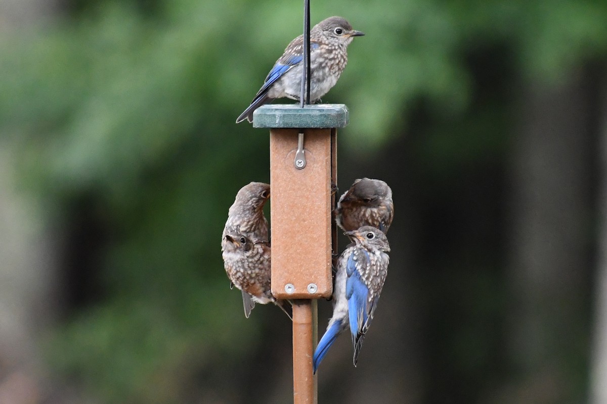 Eastern Bluebird (Eastern) - ML639871190