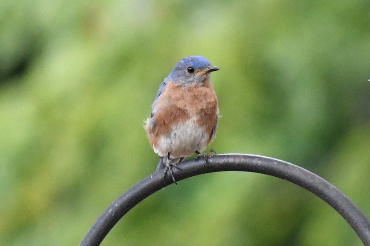 Eastern Bluebird (Eastern) - ML639871260
