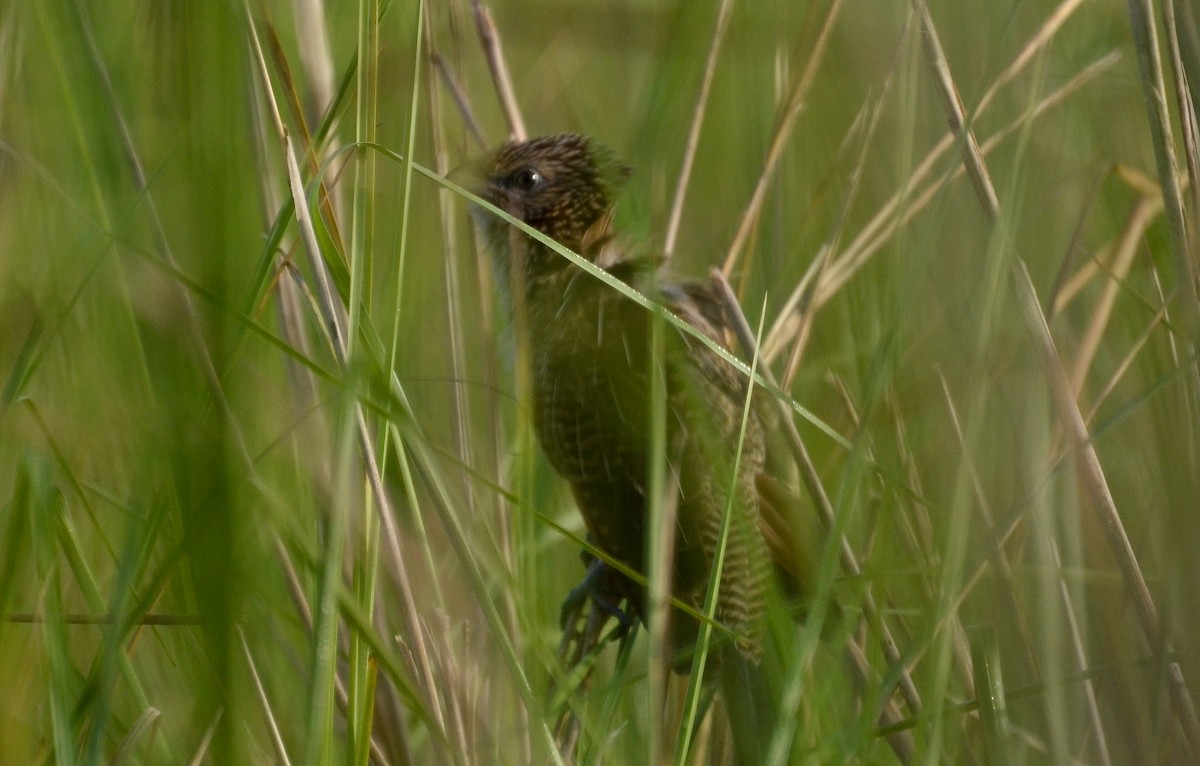 Black Coucal - ML639871278