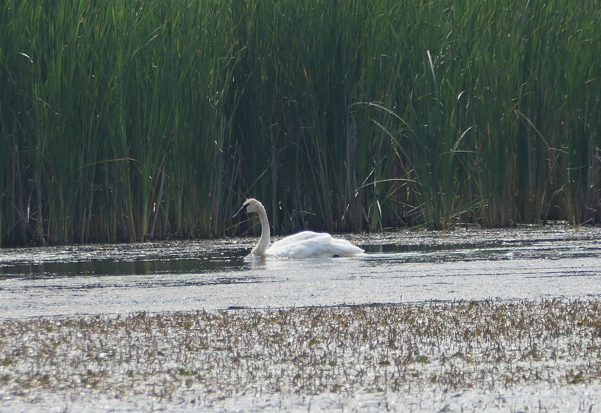Trumpeter Swan - ML639871300