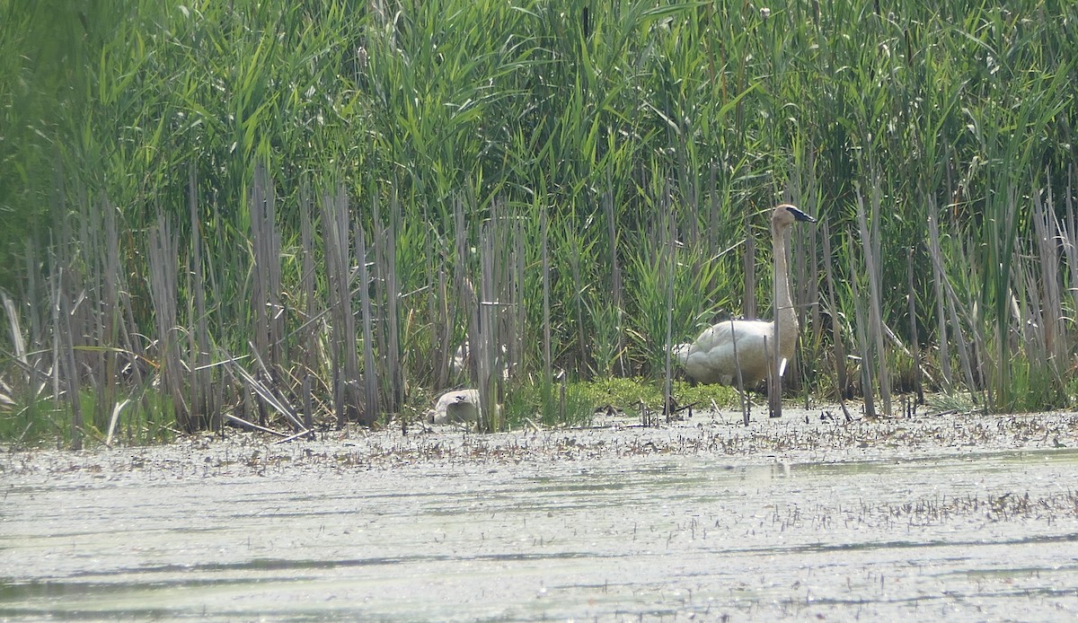 Trumpeter Swan - ML639871301