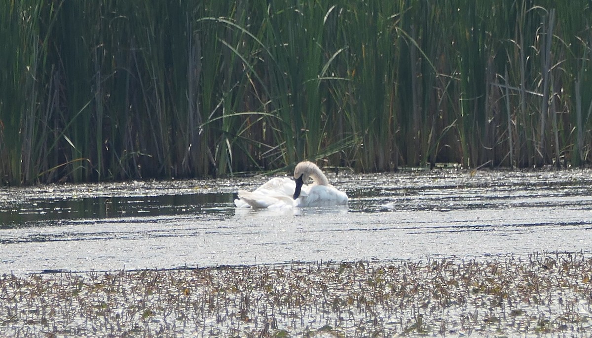 Trumpeter Swan - ML639871302