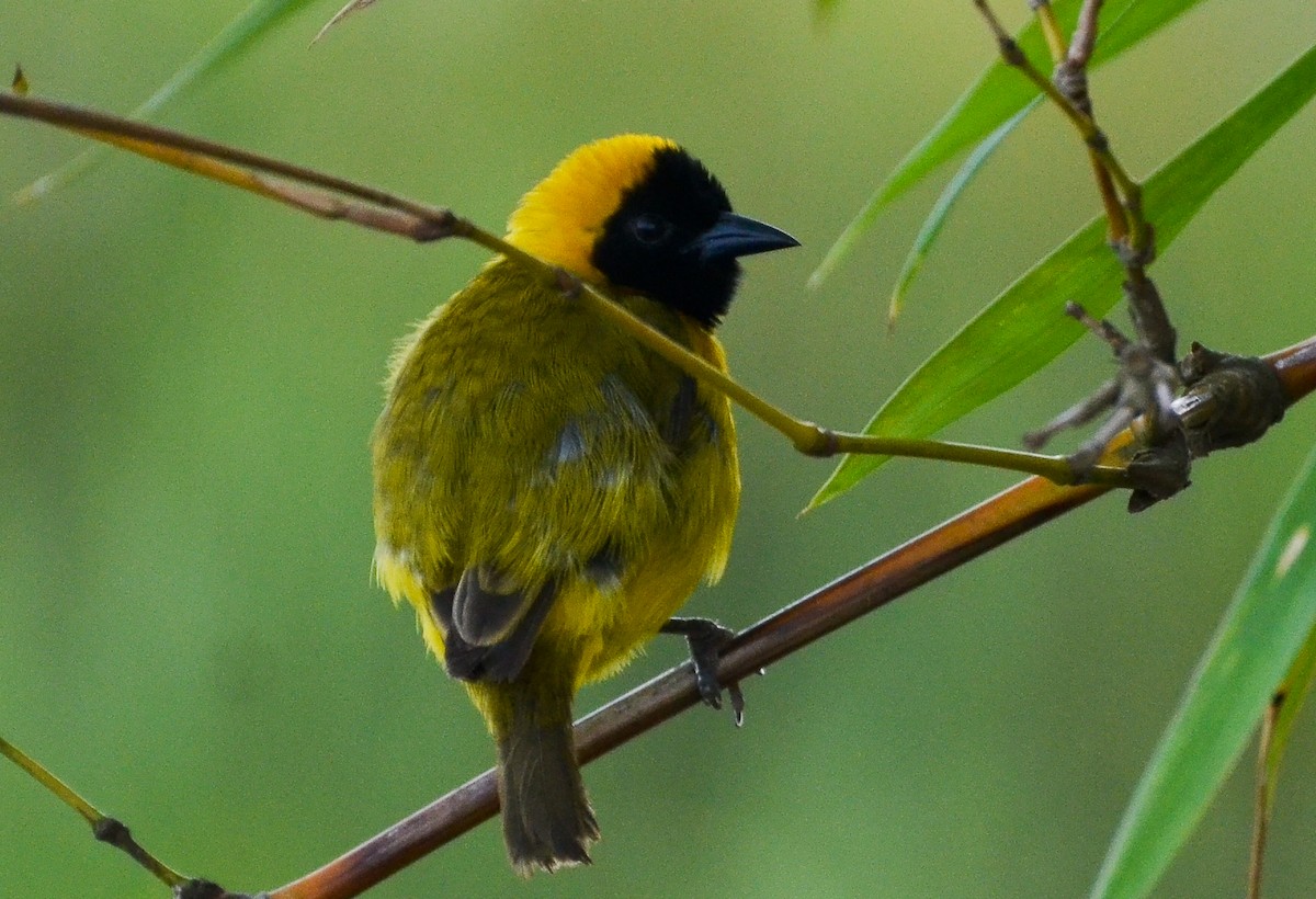 Slender-billed Weaver - ML639871308