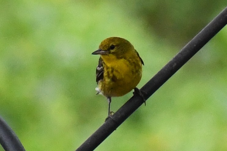 furuparula - ML639871317