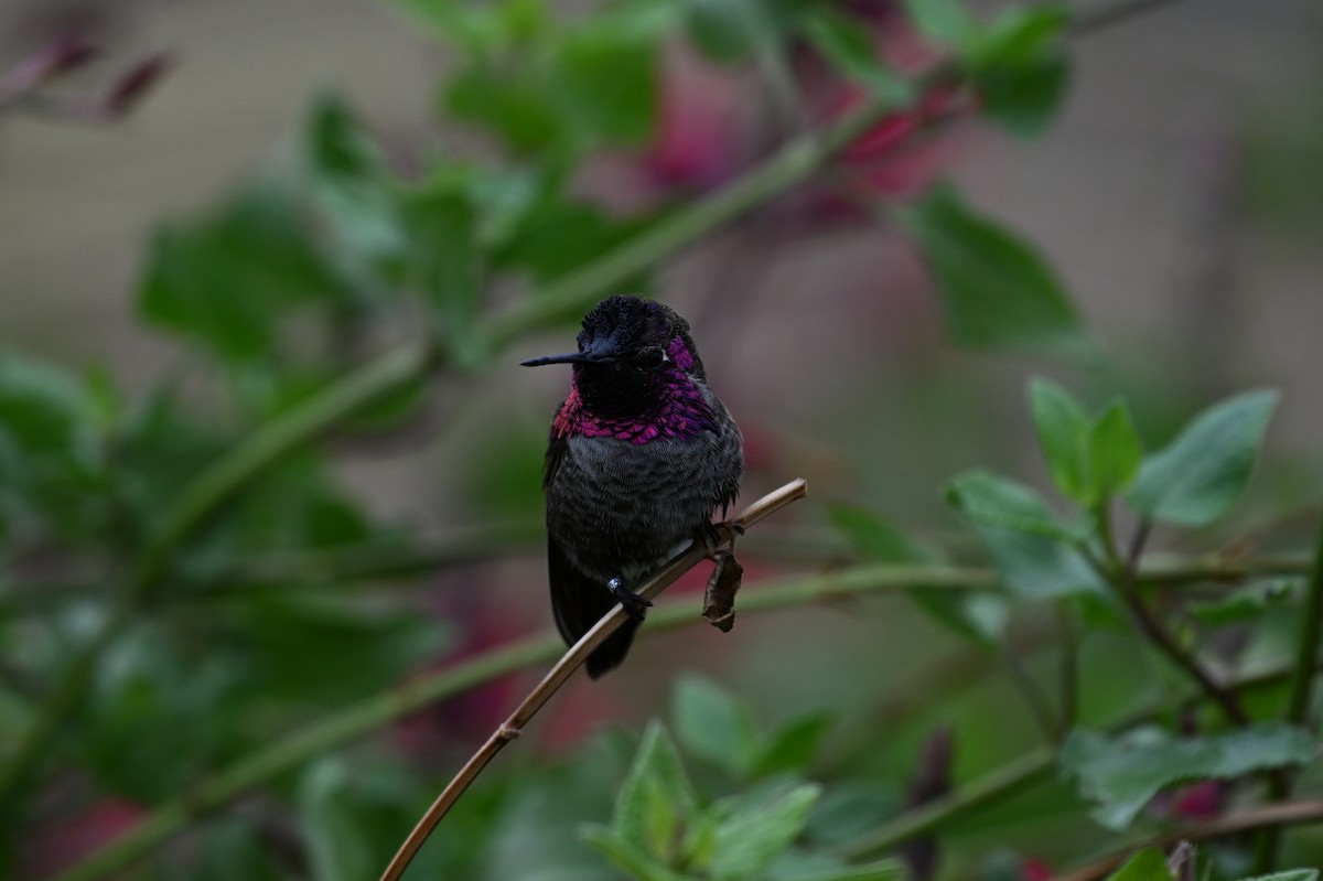 Anna's Hummingbird - ML639871324