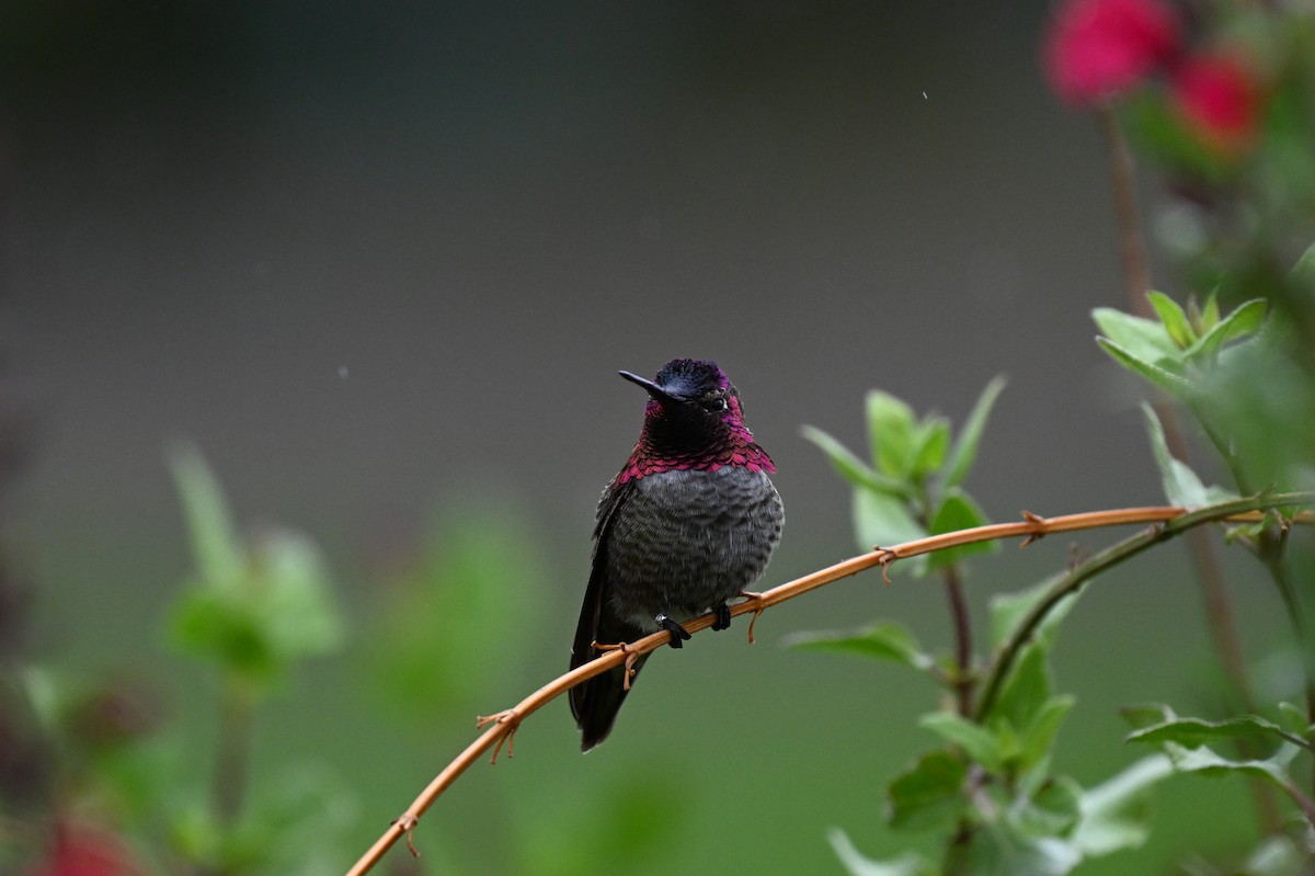 Anna's Hummingbird - ML639871325