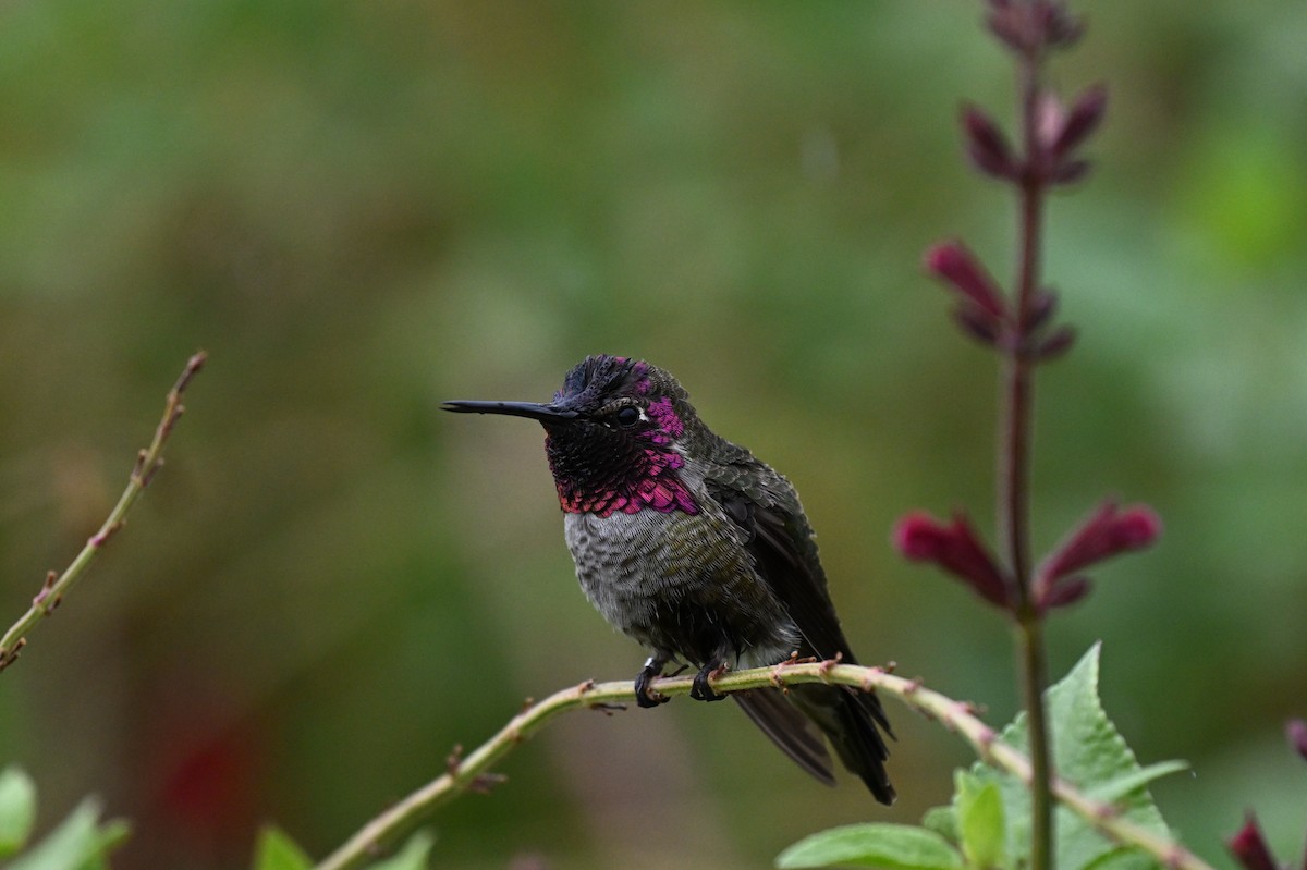 Anna's Hummingbird - ML639871327