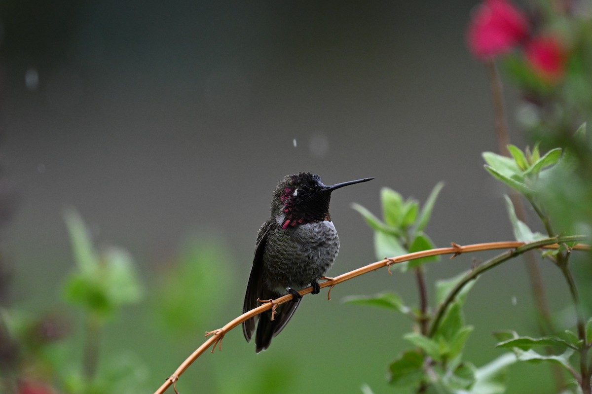 Anna's Hummingbird - ML639871328