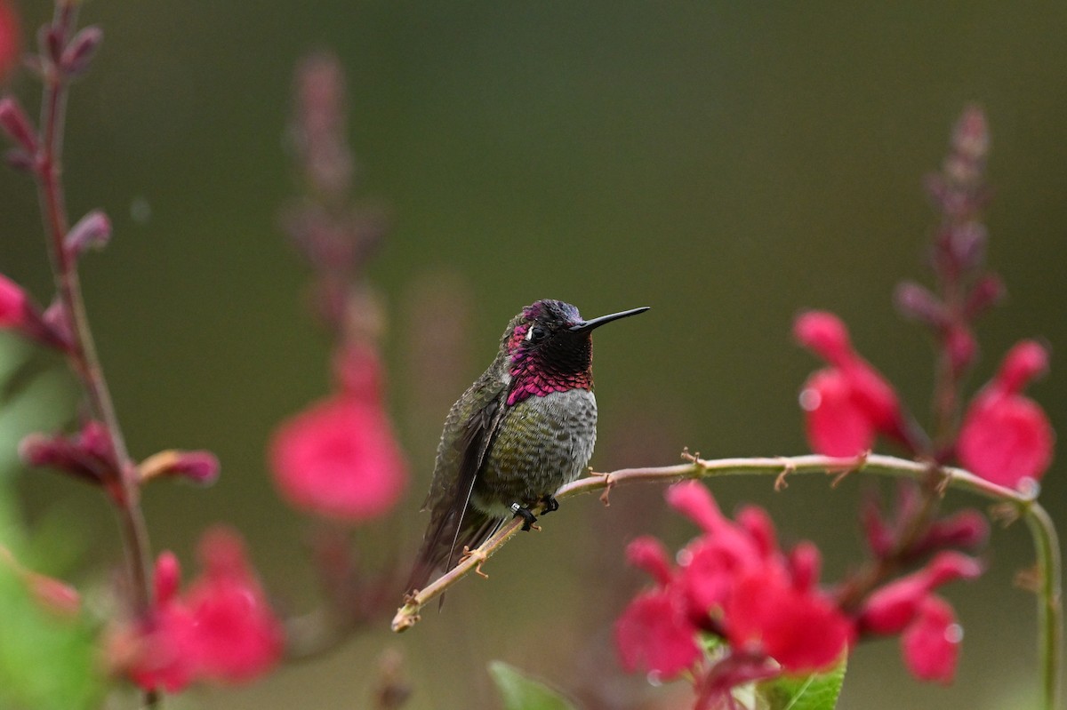 Anna's Hummingbird - ML639871329