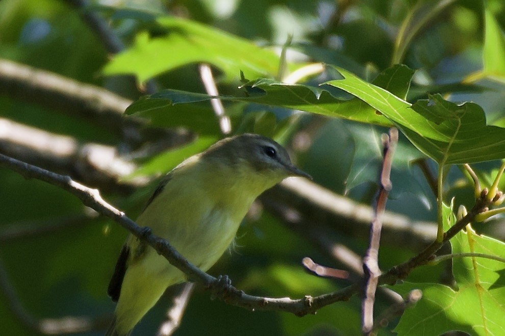 viréo sp. - ML639871357