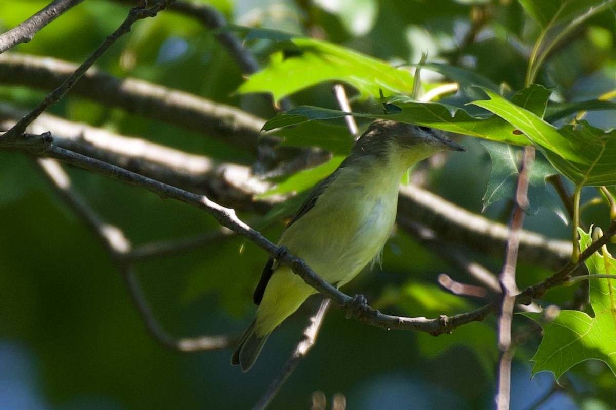 viréo sp. - ML639871358