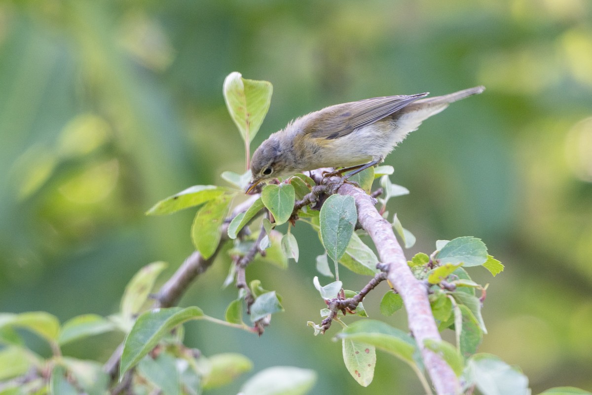 Common Chiffchaff - ML639871361