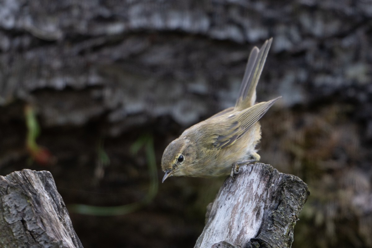 Common Chiffchaff - ML639871362