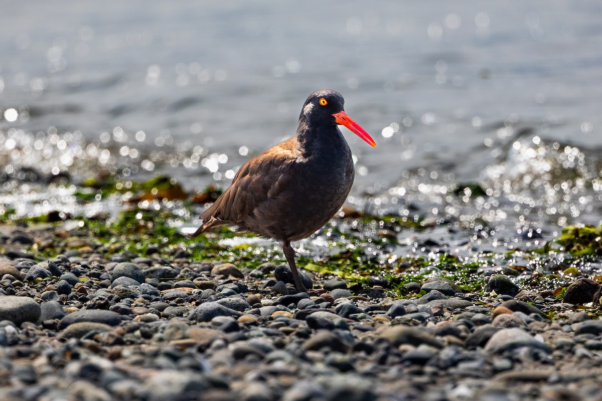 ústřičník západní - ML639871369