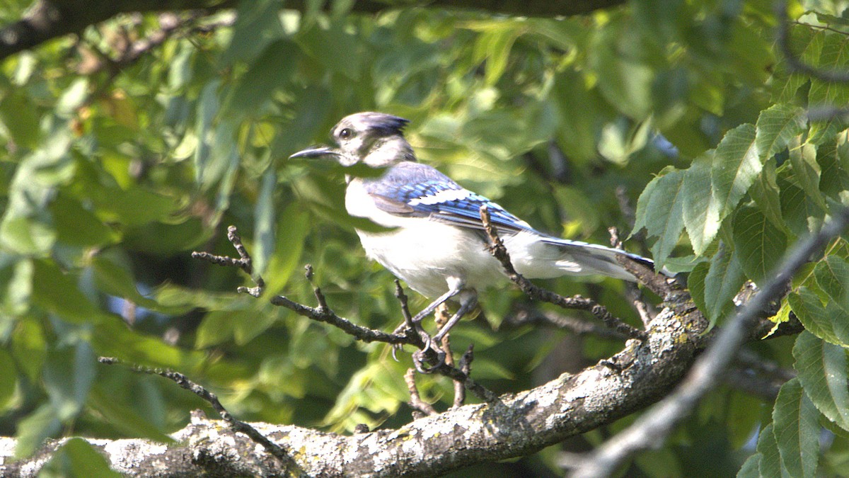 Blue Jay - ML639871397