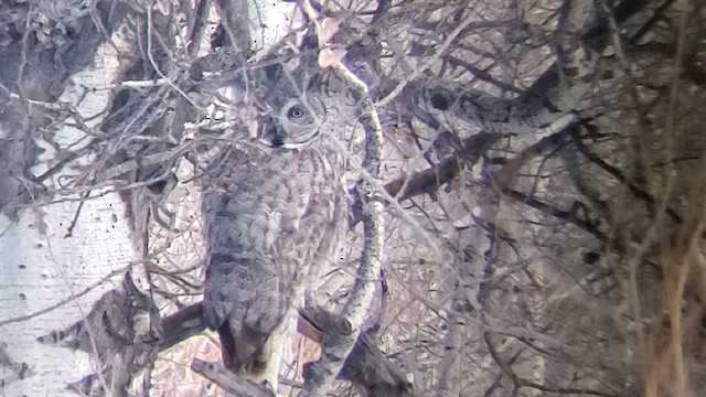 Great Gray Owl - ML639871410