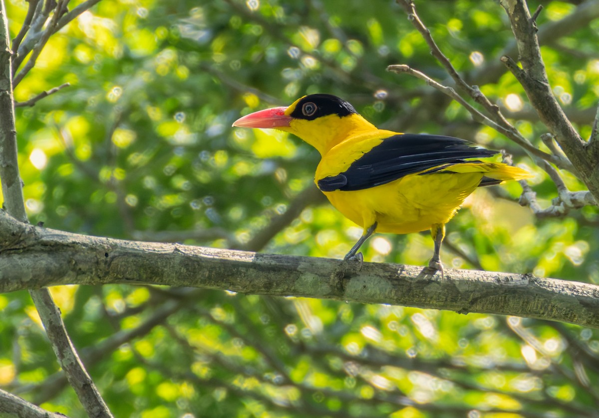 Black-naped Oriole (Philippine) - ML639871416