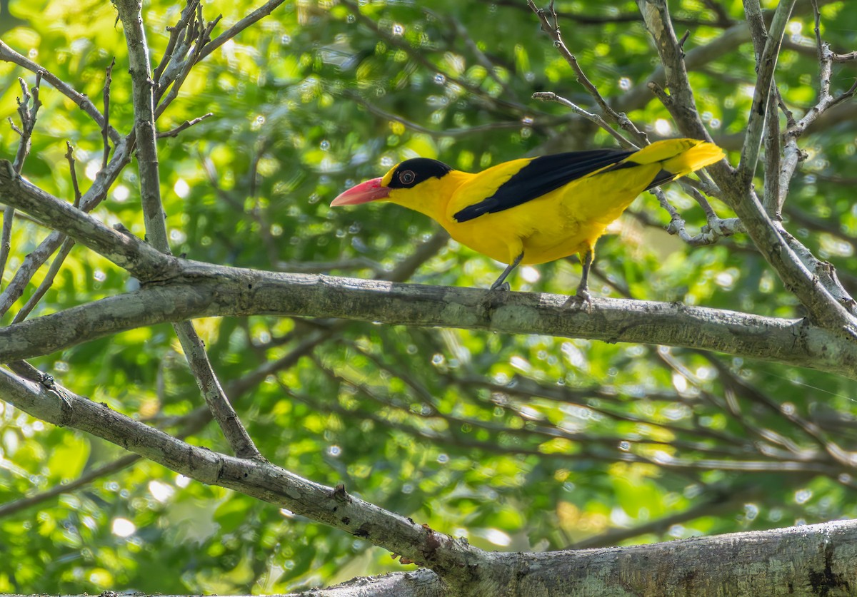 Black-naped Oriole (Philippine) - ML639871417
