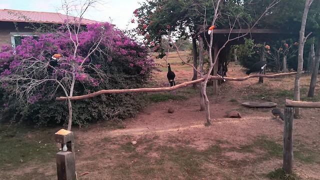 Bare-faced Curassow - ML639871421