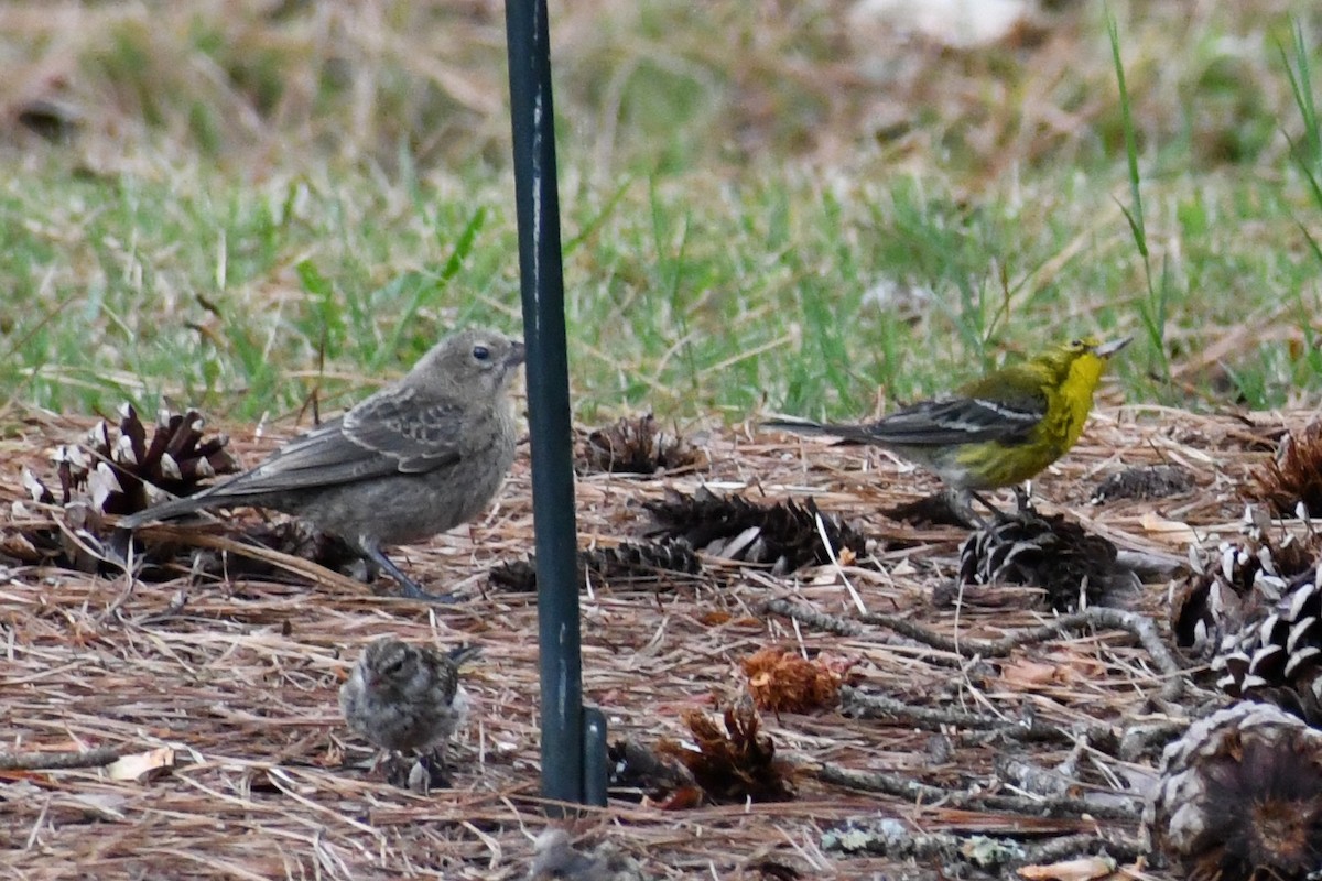 Brown-headed Cowbird - ML639871439