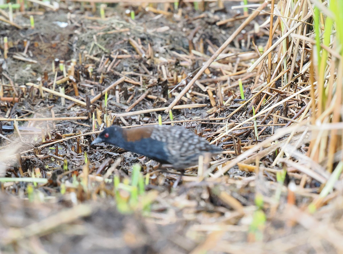 Râle noir - ML639871468