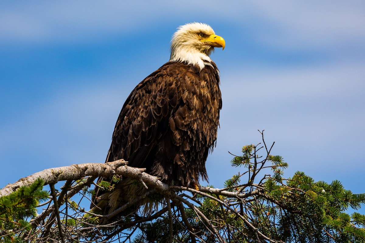 orel bělohlavý - ML639871472