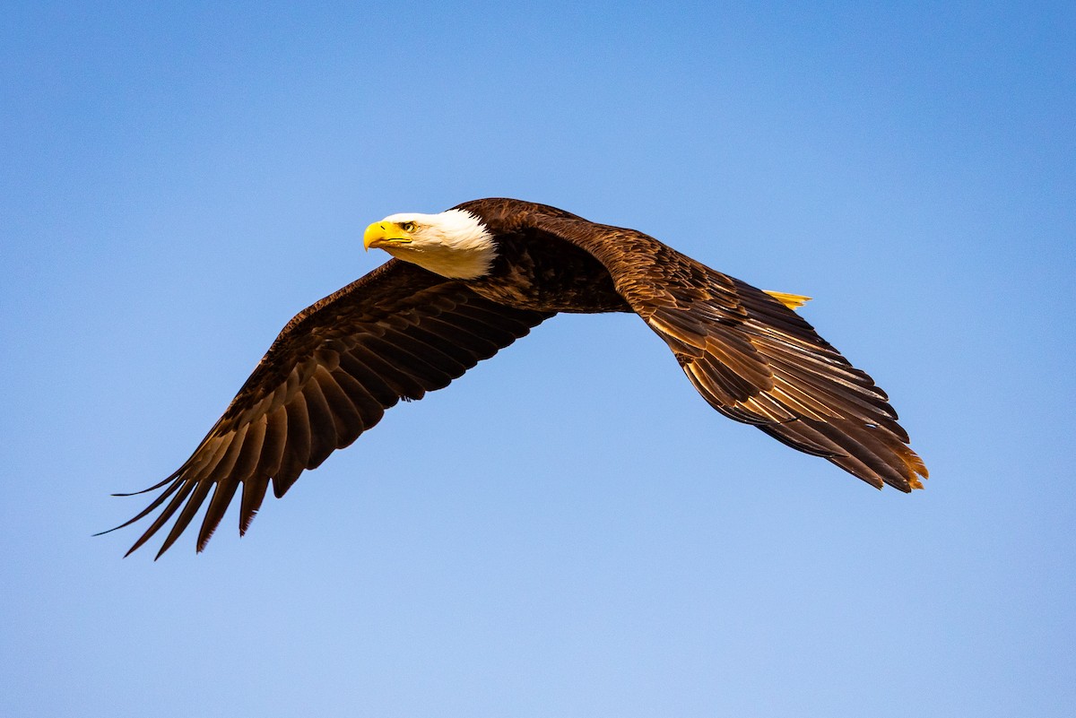 orel bělohlavý - ML639871479