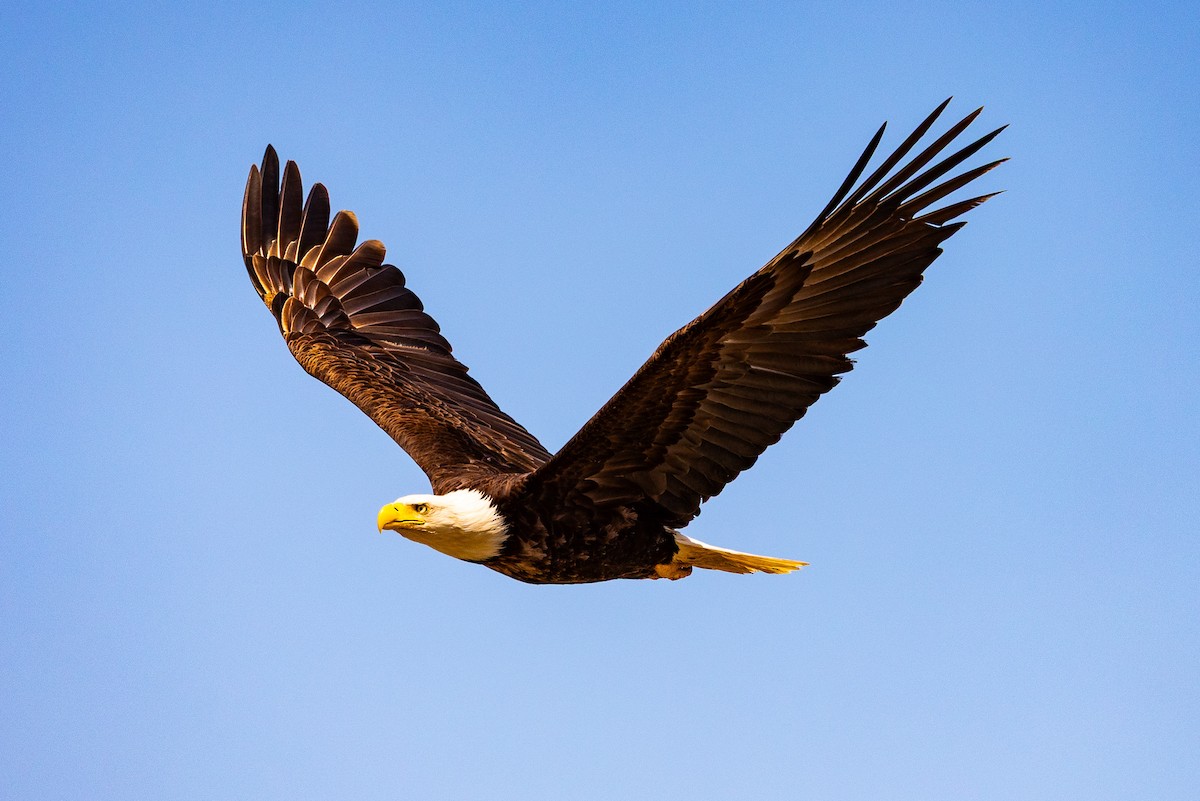 orel bělohlavý - ML639871487